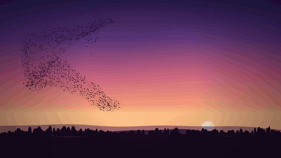 Murmuration — animated preview